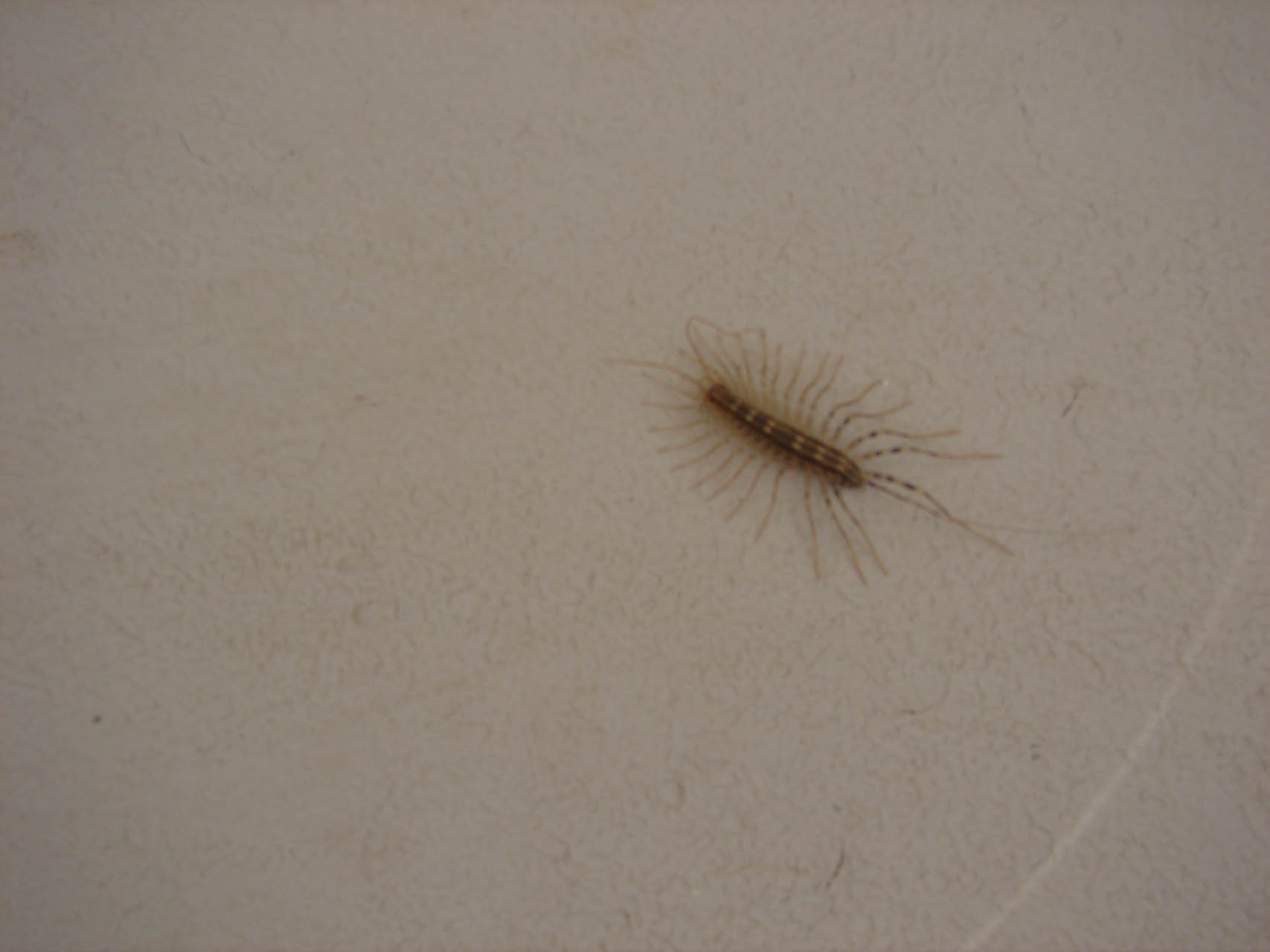 Scutigera coleoptrata