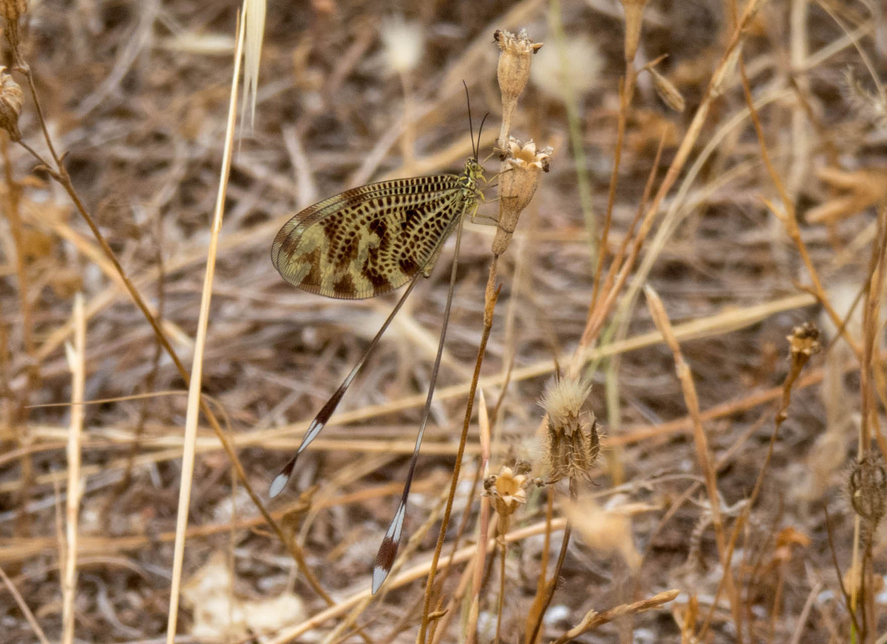 Nemoptera coa