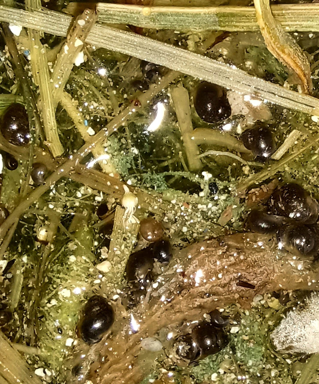 Pseudamnicola macrostoma