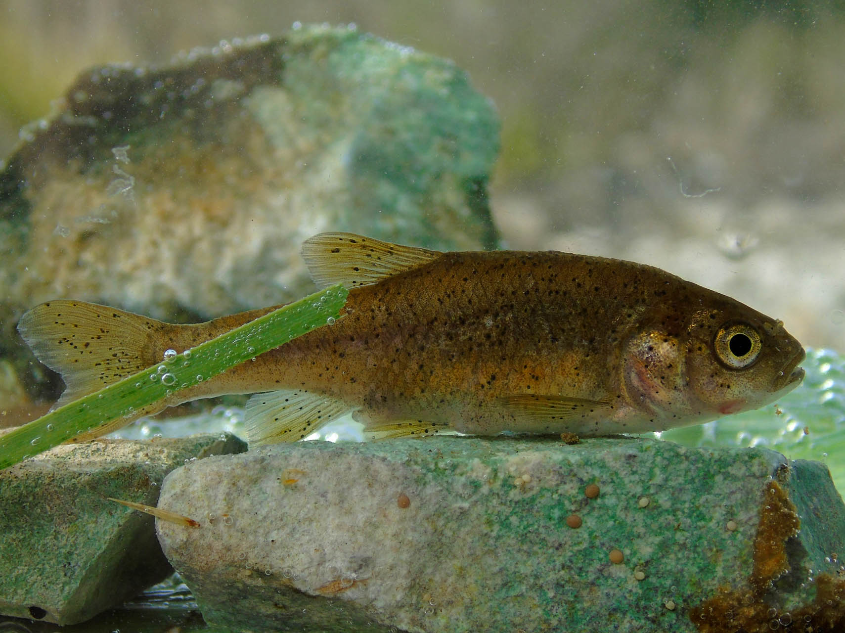 Pelasgus marathonicus