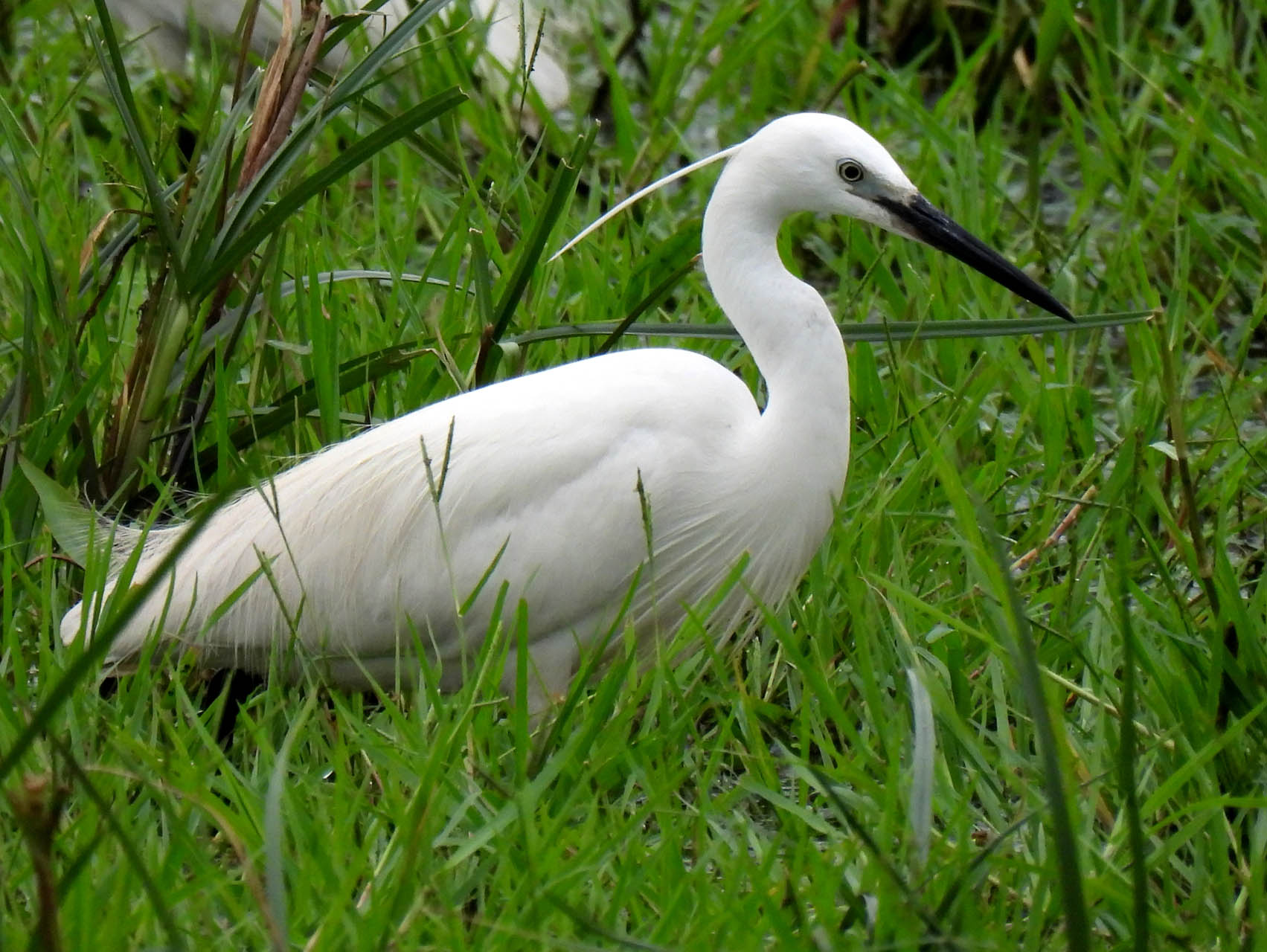Egretta garzetta