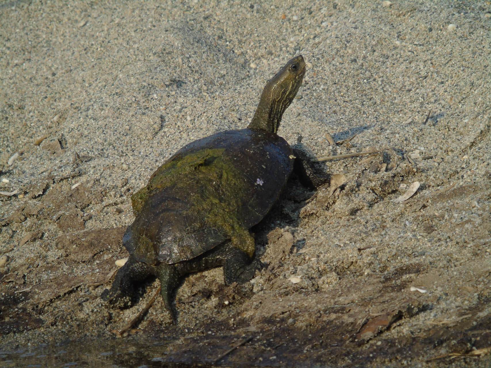 Mauremys rivulata