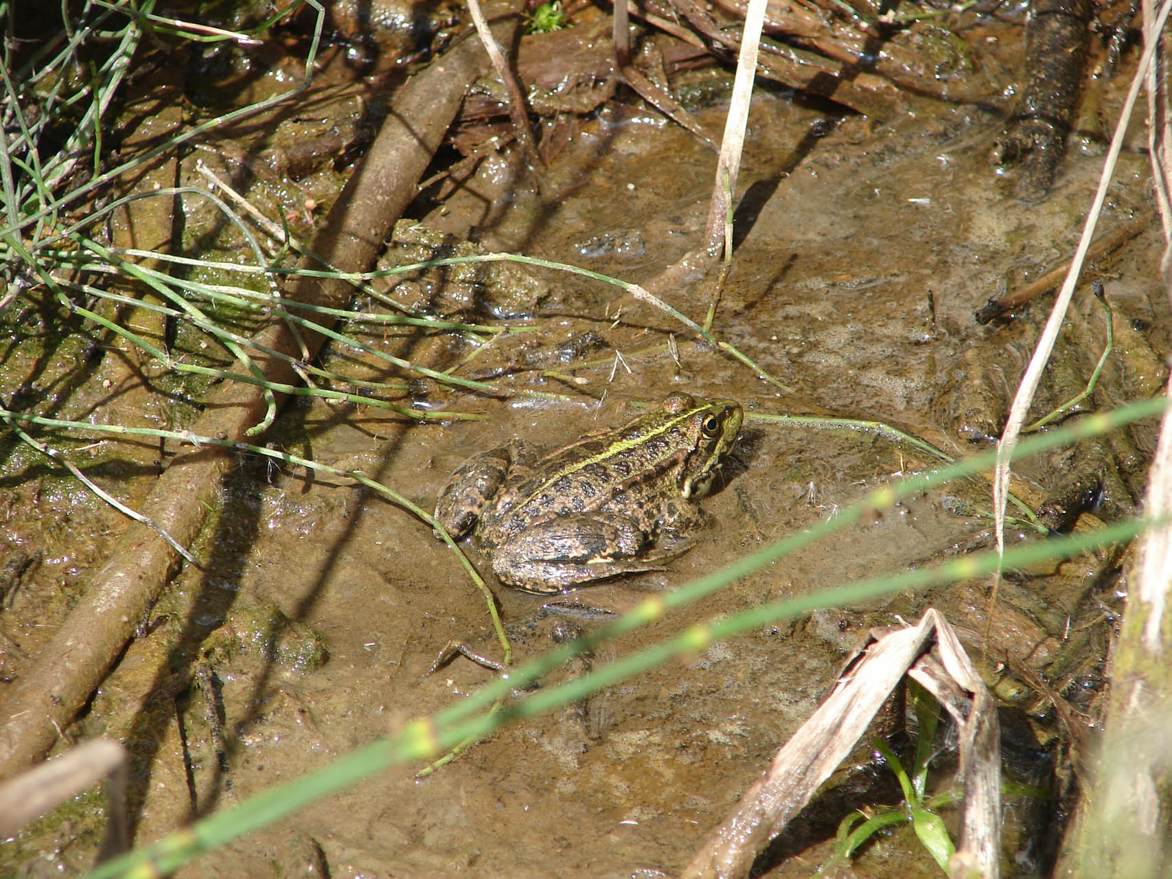 Pelophylax kurtmuelleri