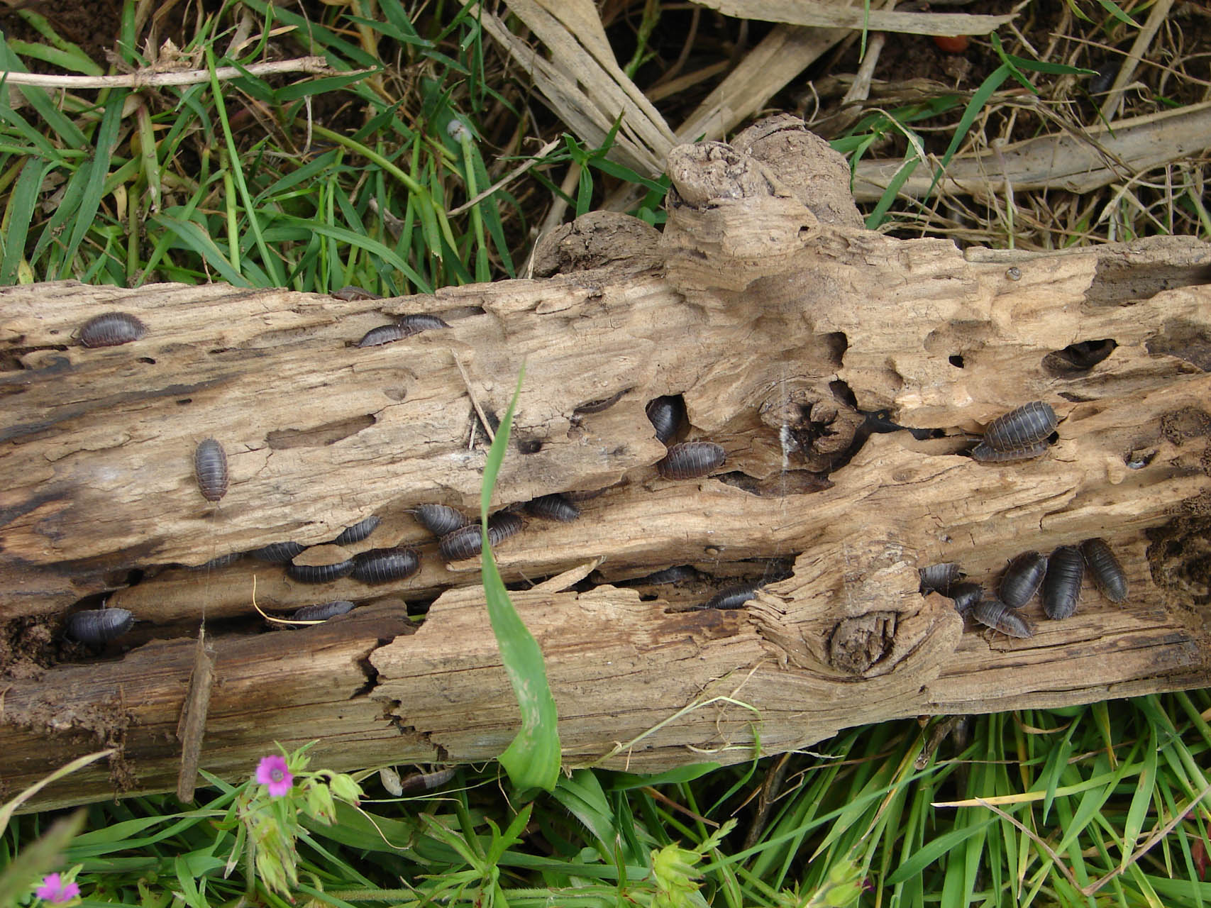 Isopoda