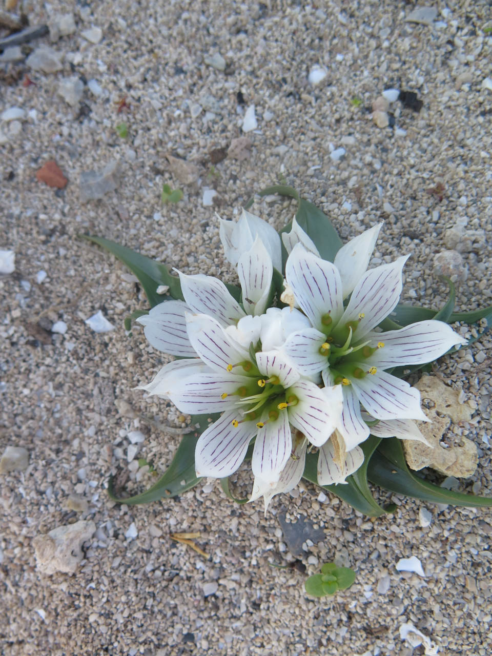 Androcymbium rechingeri