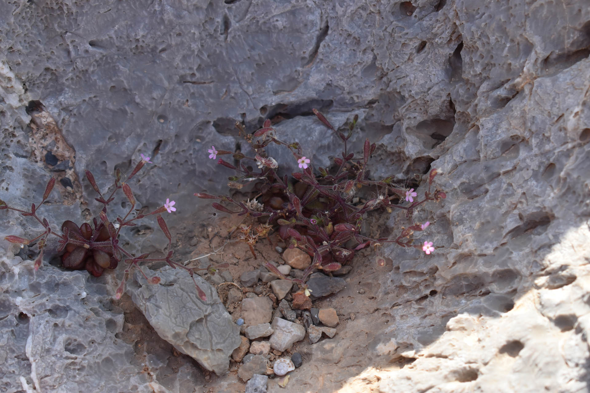 Silene sedoides