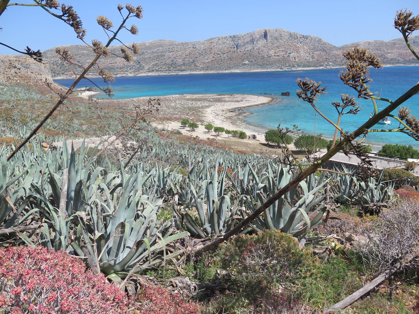 Agave americana
