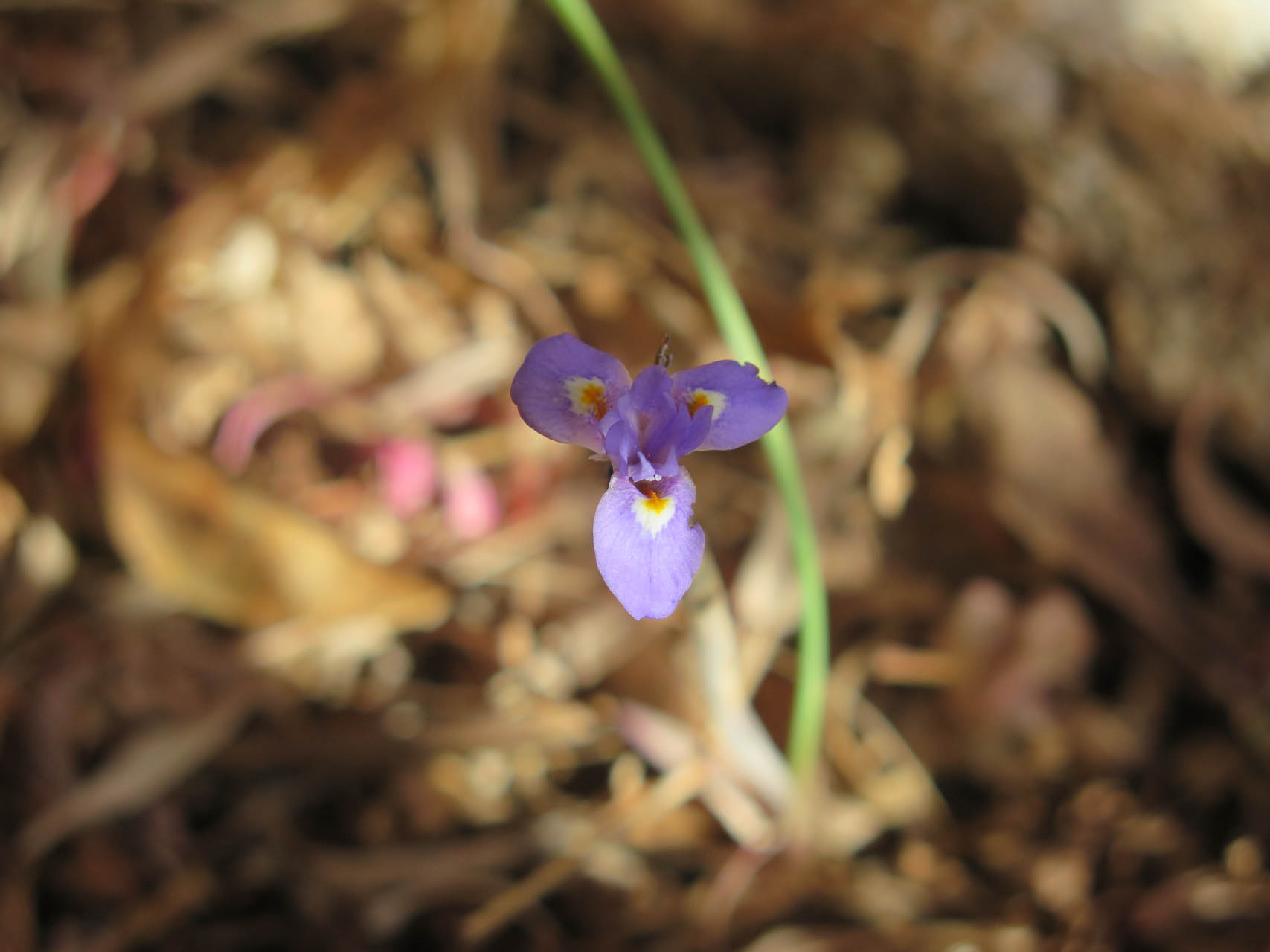 Morraea mediterranea