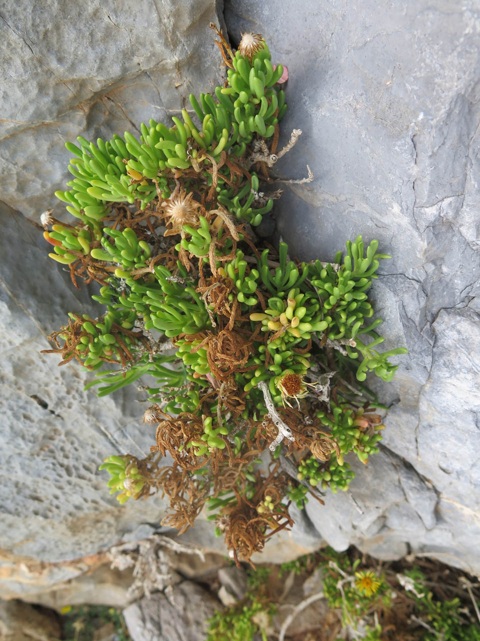 Libbarda crithmoides
