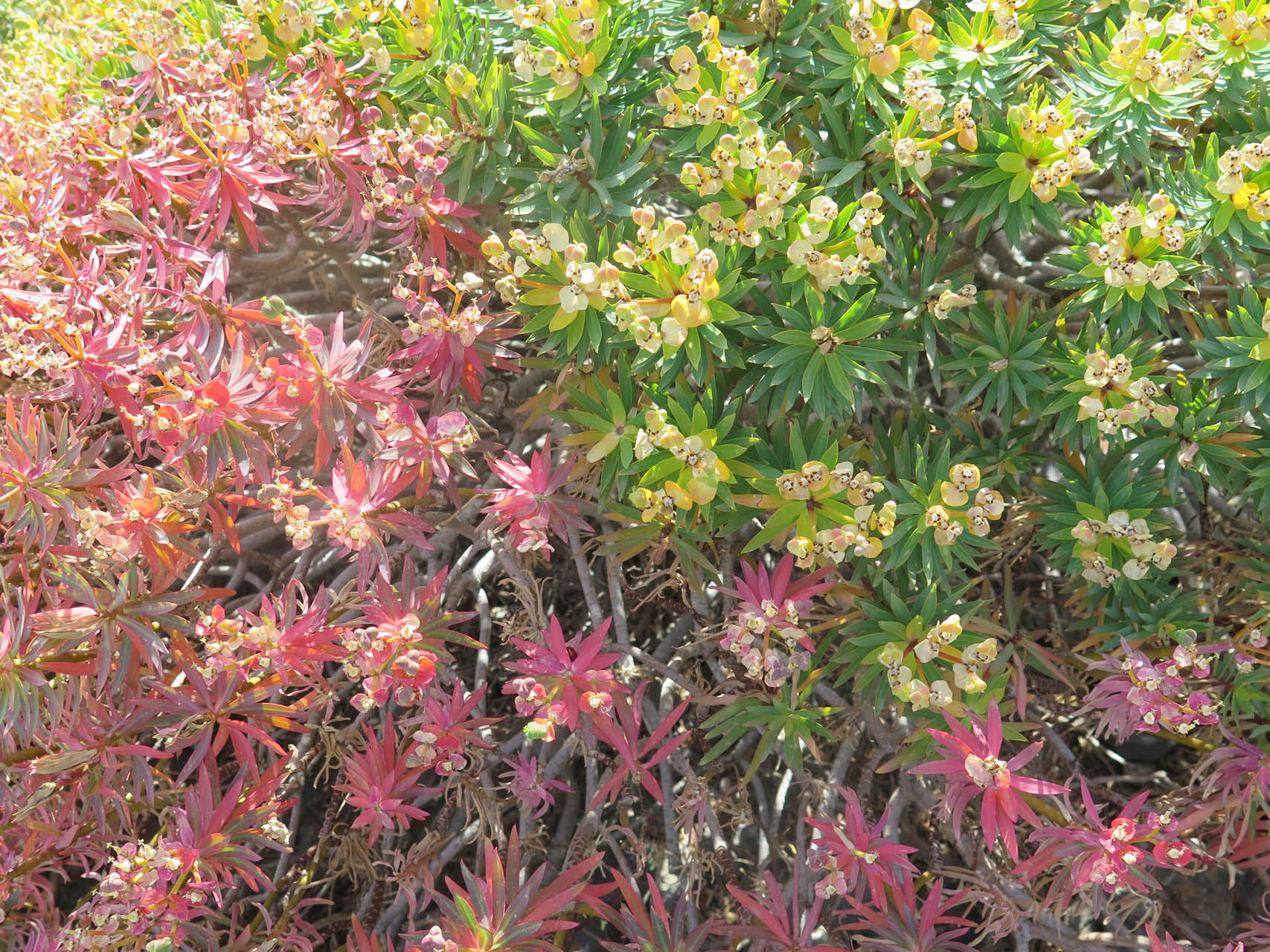 Euphorbia dedroides