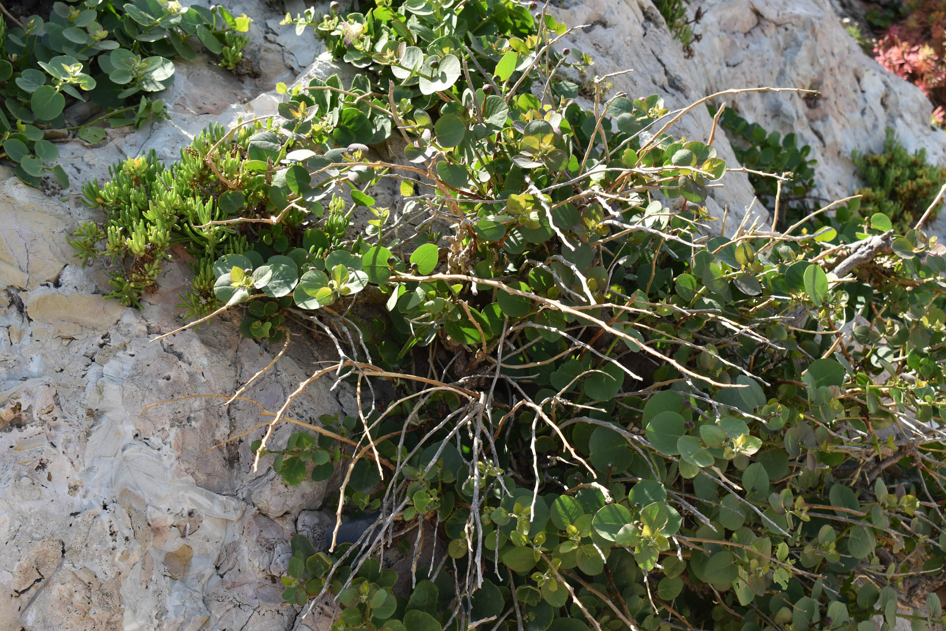 Capparis spinosa