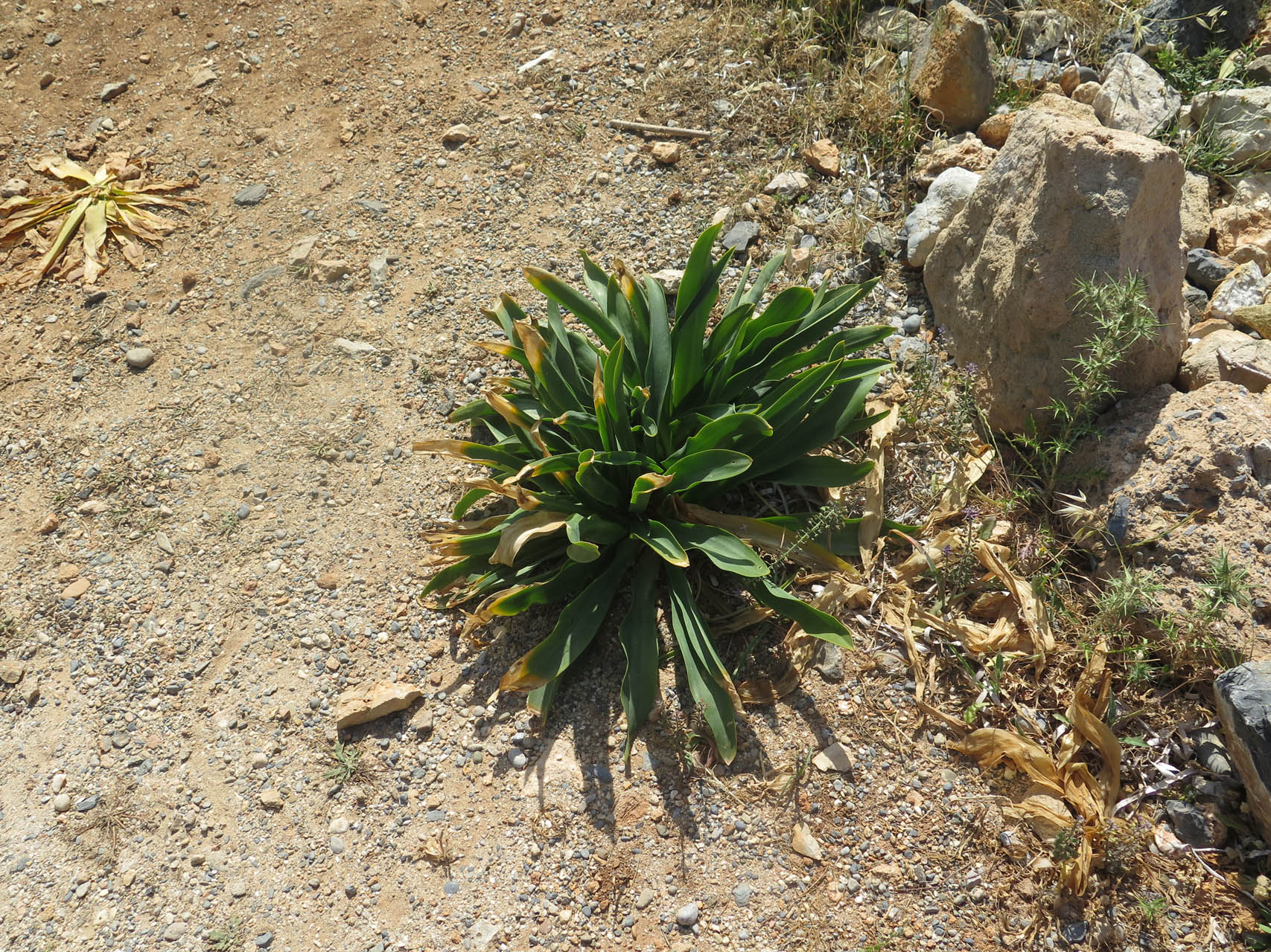 Drimia numidica