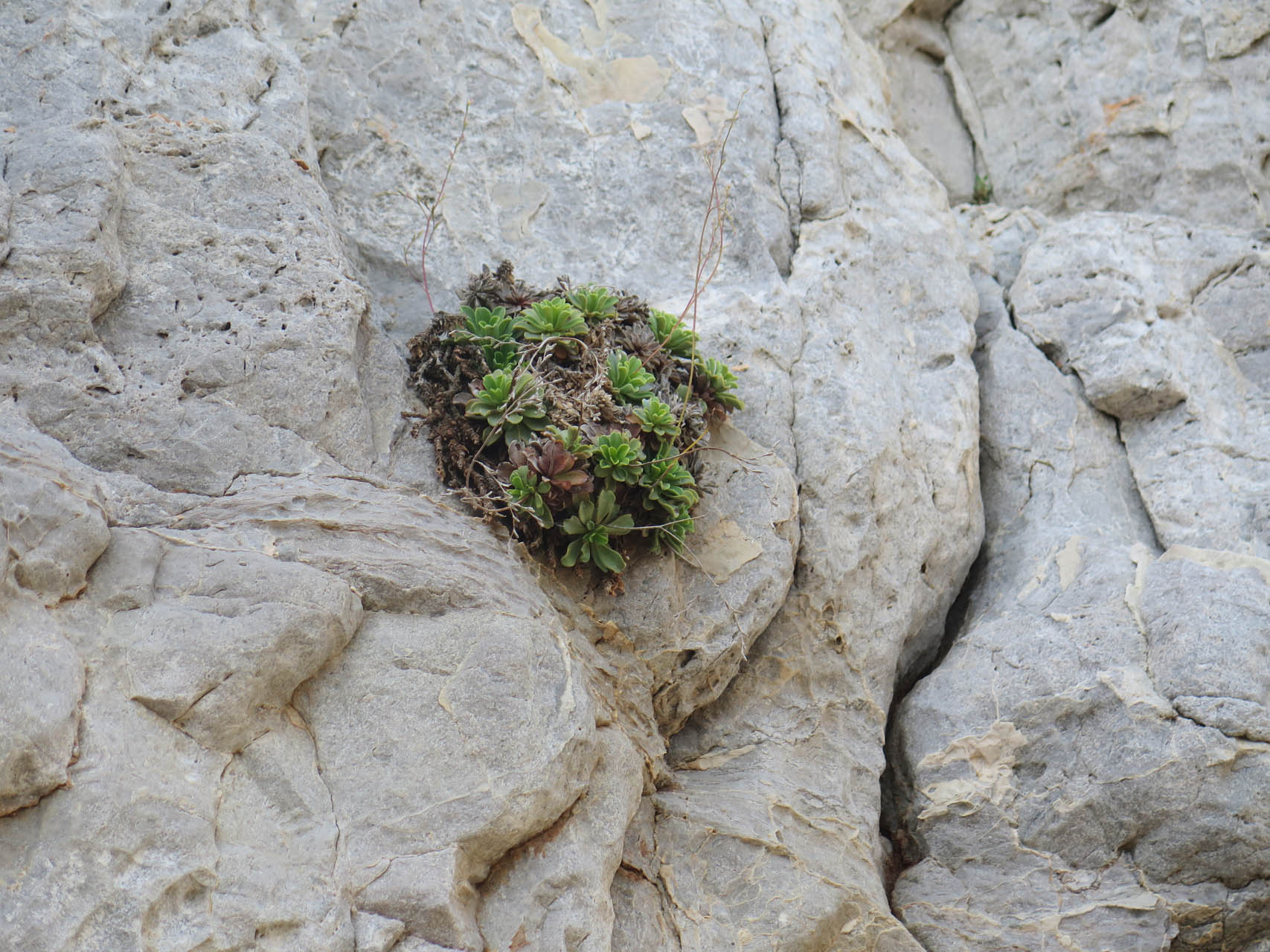 Limonium cf. grabusae