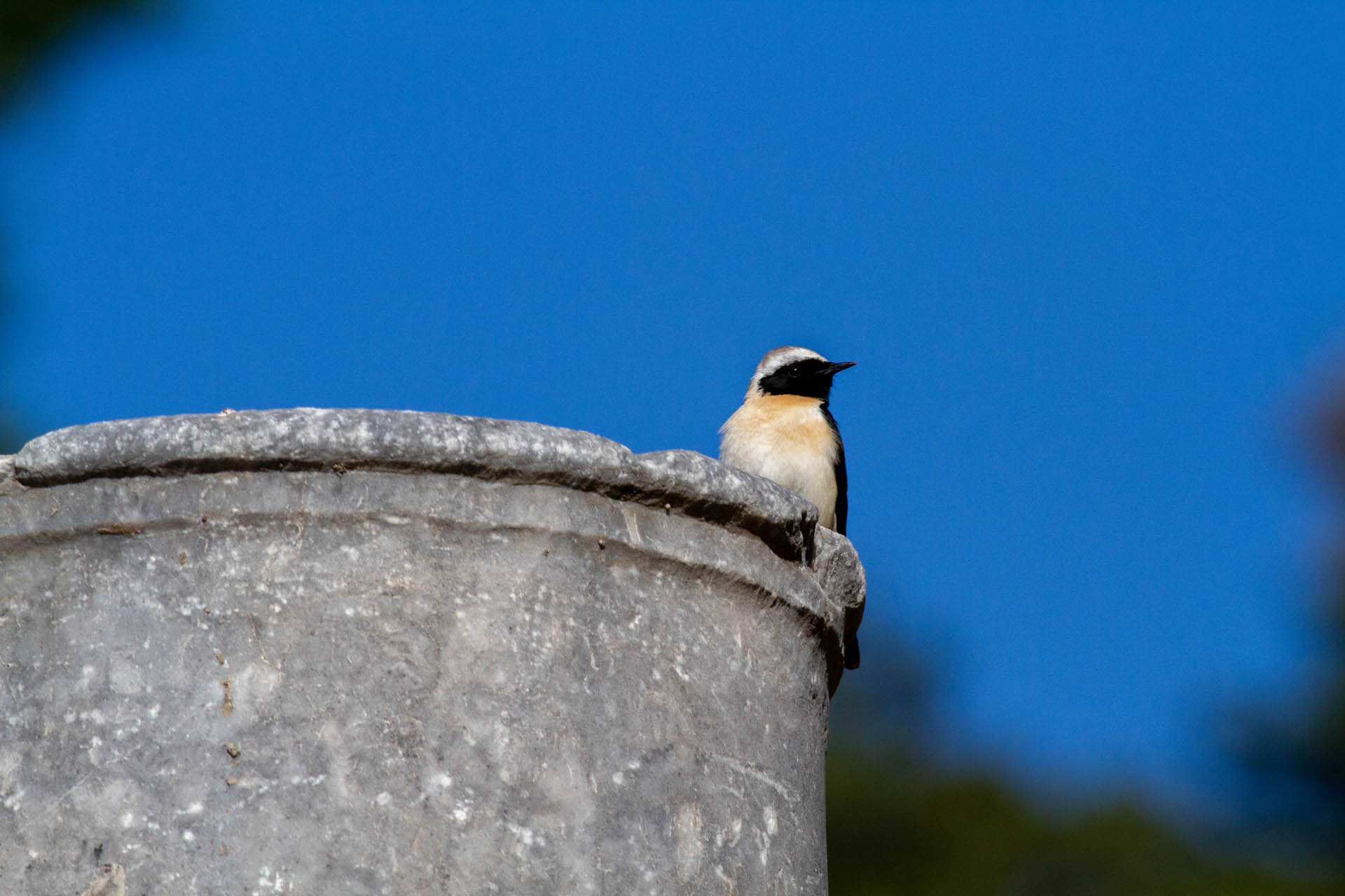 Oenanthe melanoleuca