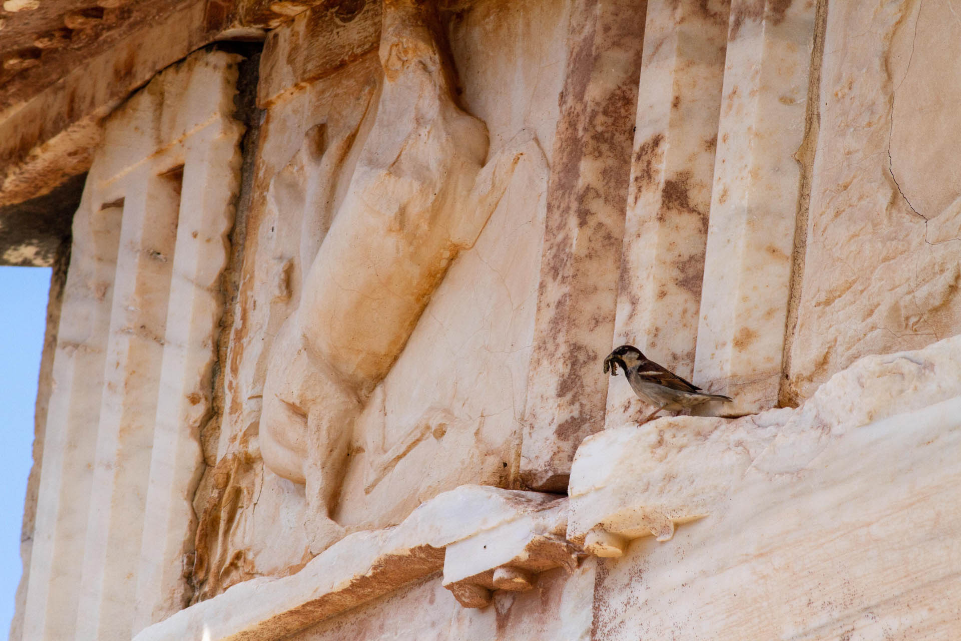 Passer domesticus