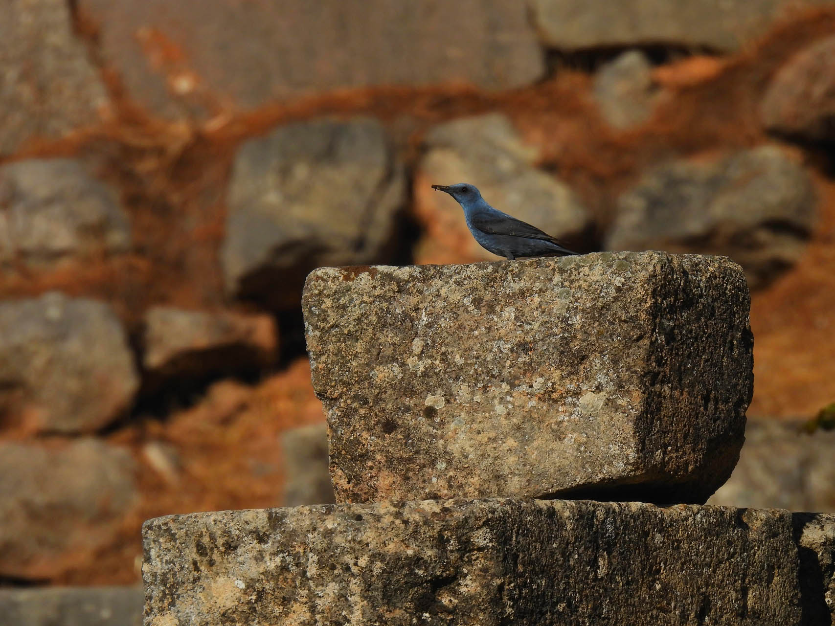 Monticola solitarius