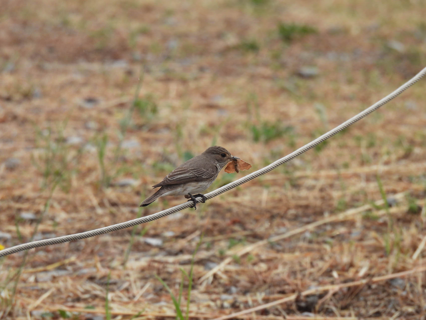 Muscicapa striata