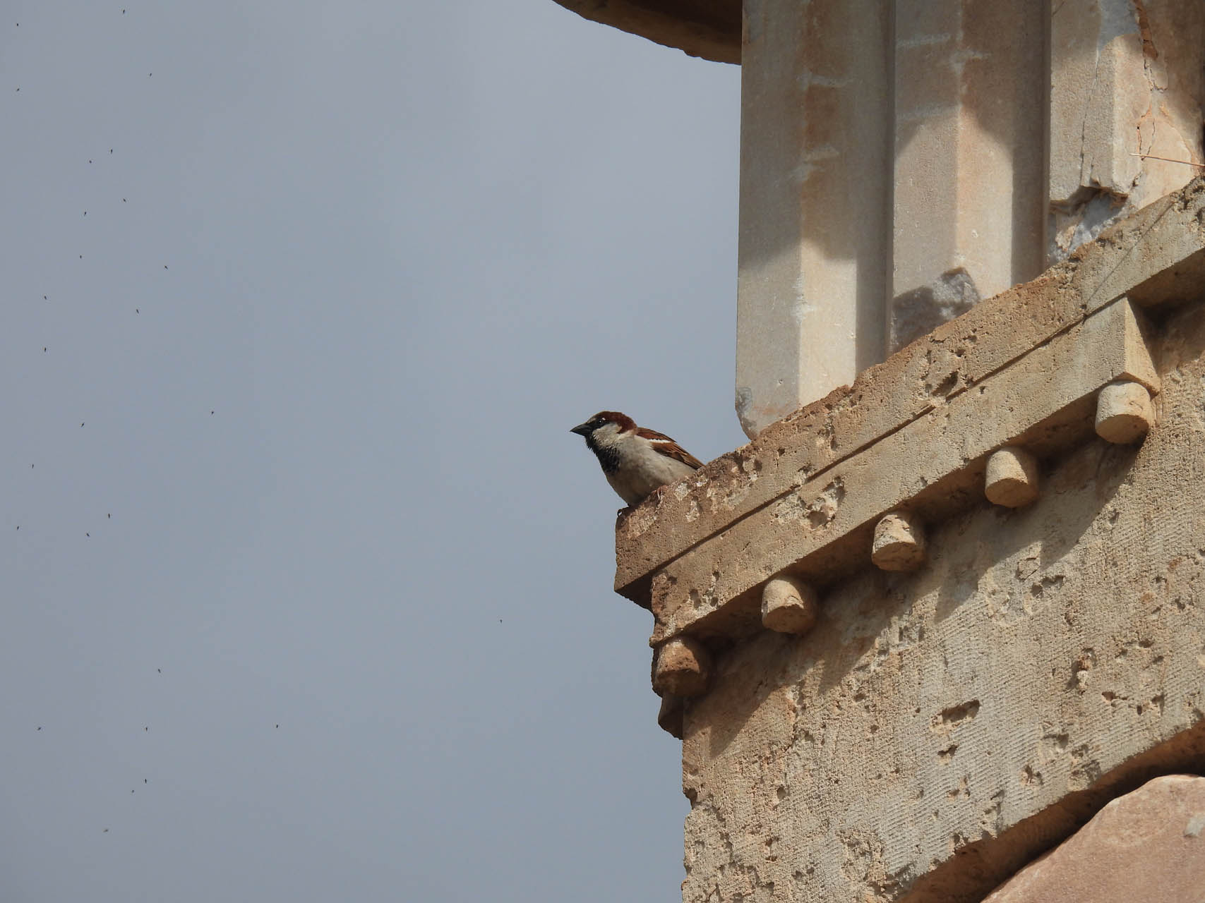 Passer domesticus