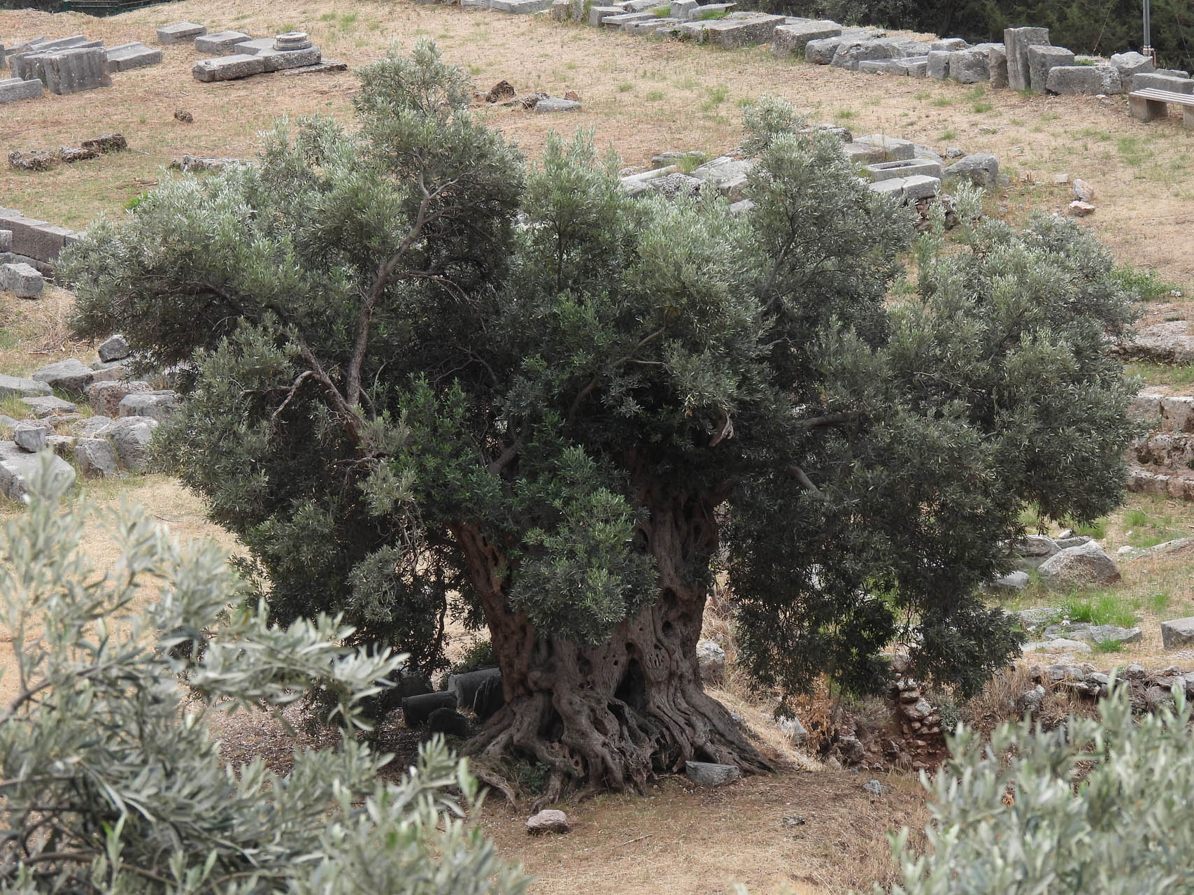 Olea europea