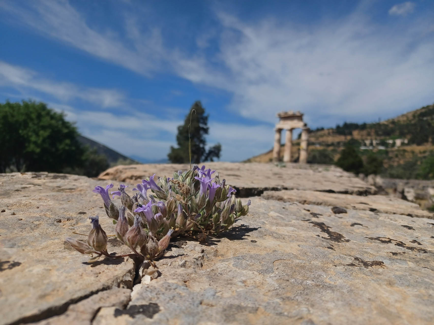 Campanula topaliana