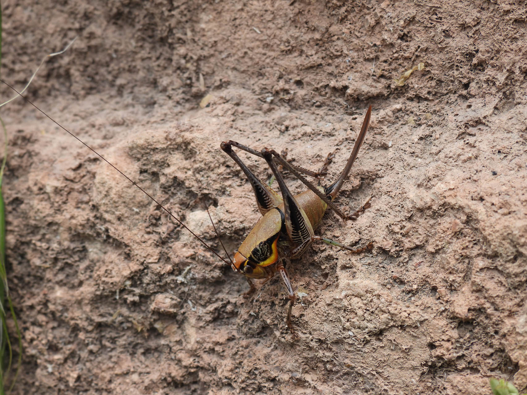 Eupholidoptera megastyla