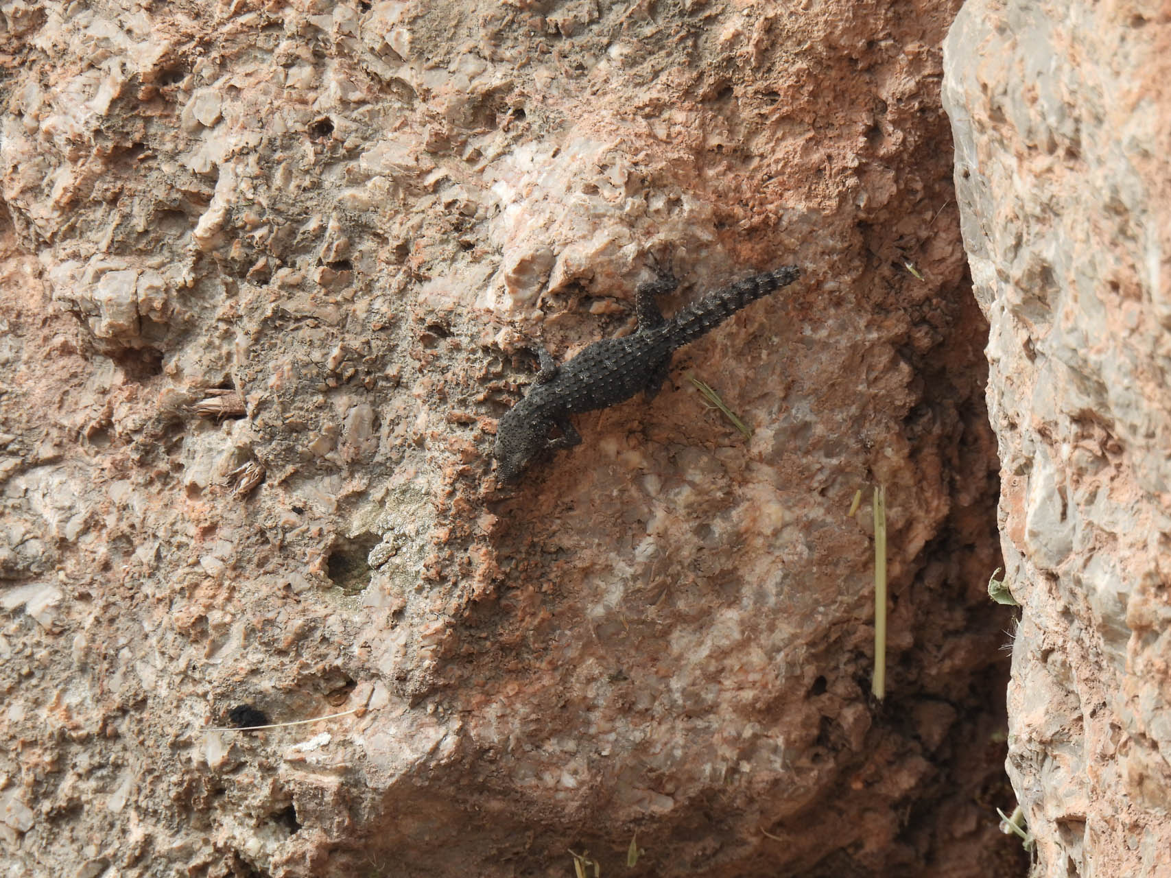 Mediodactylus kotschyi