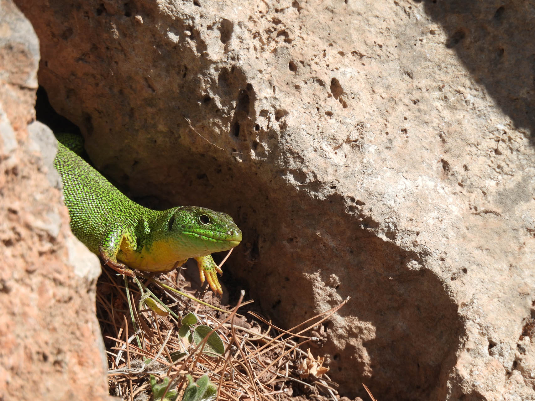 Lacerta trilineata