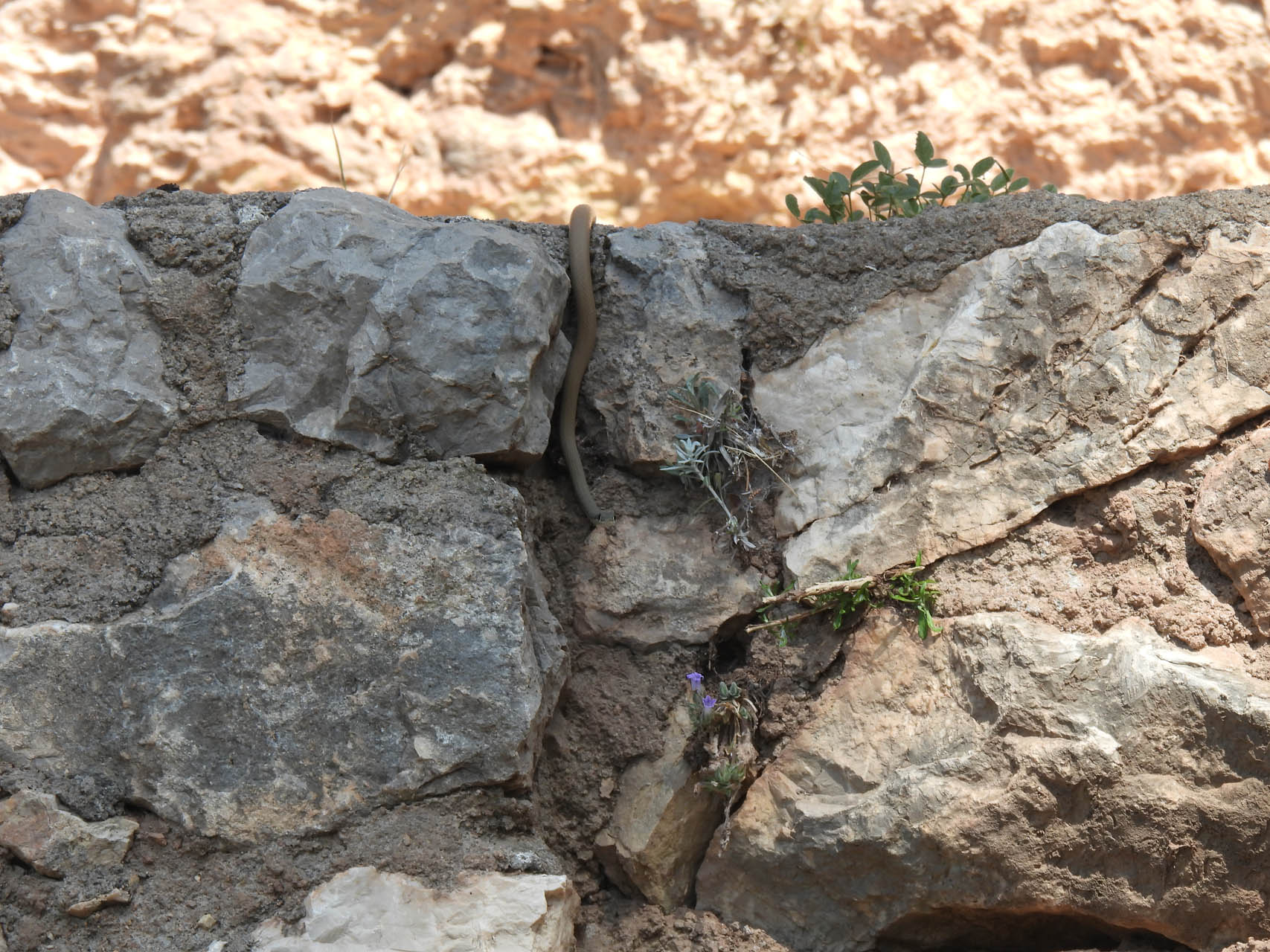 Platyceps najadum