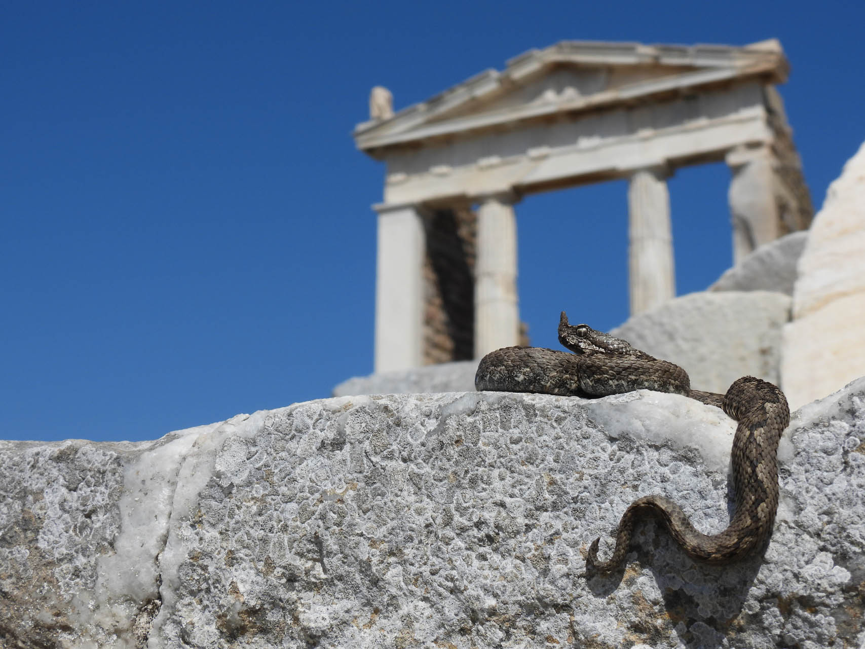 Vipera ammodytes