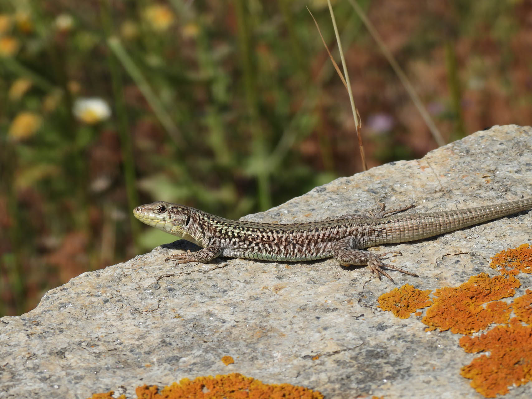 Podarcis erhardii