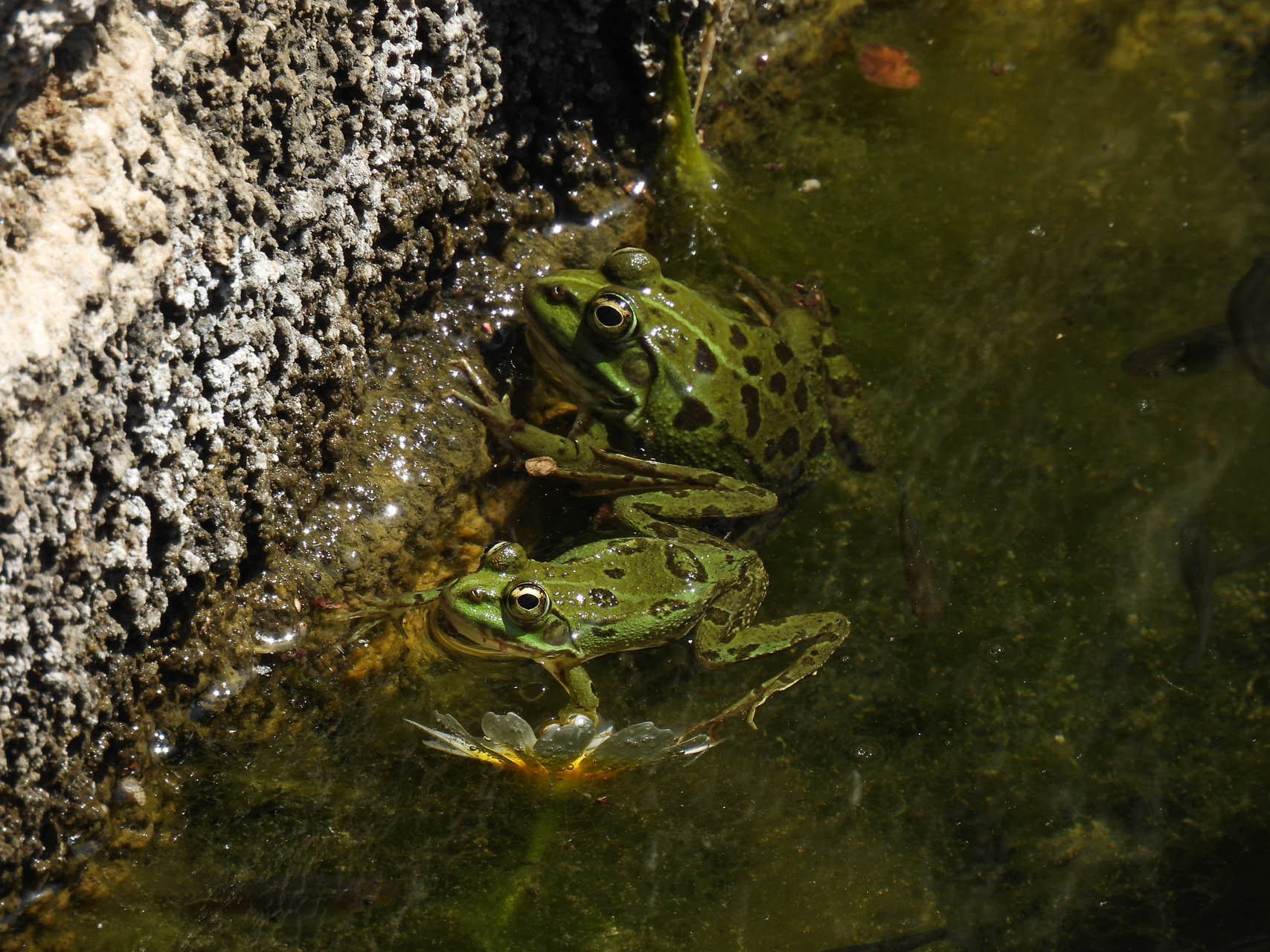 Pelophylax kurtmuelleri