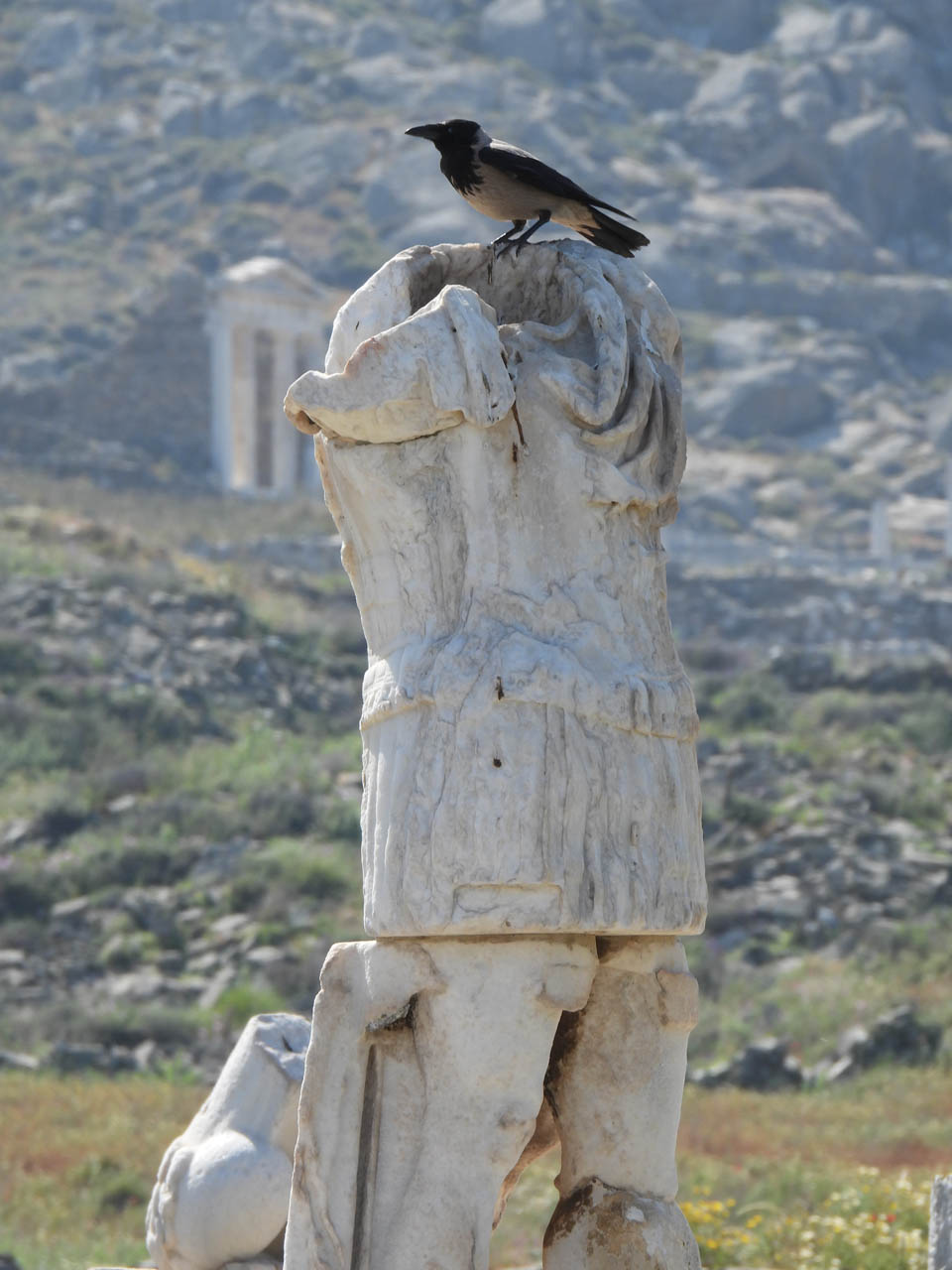 Corvus cornix