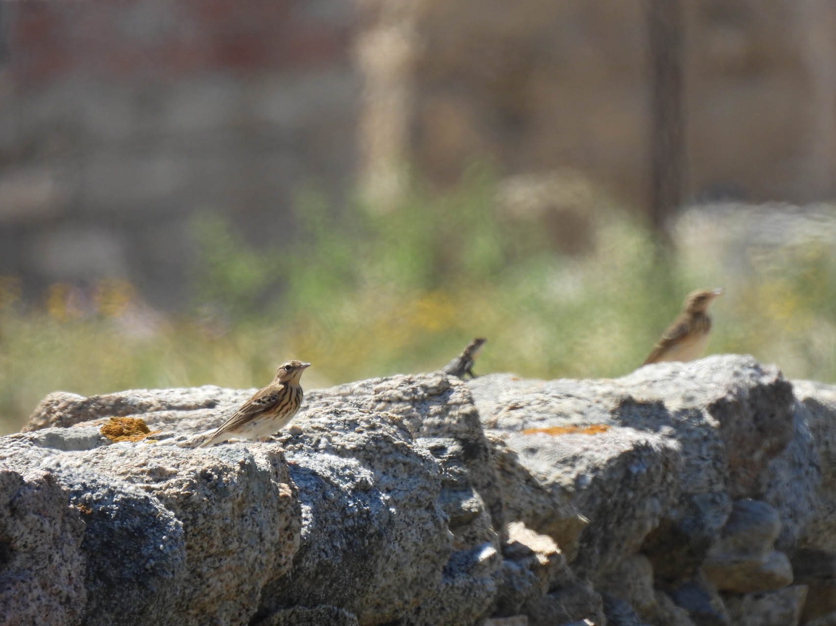 Anthus trivialis + Laudakia stellio