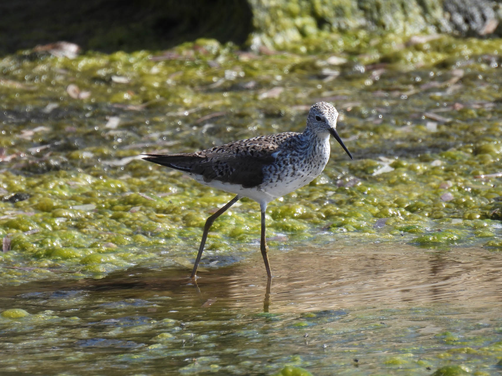 Tringa stagnatilis