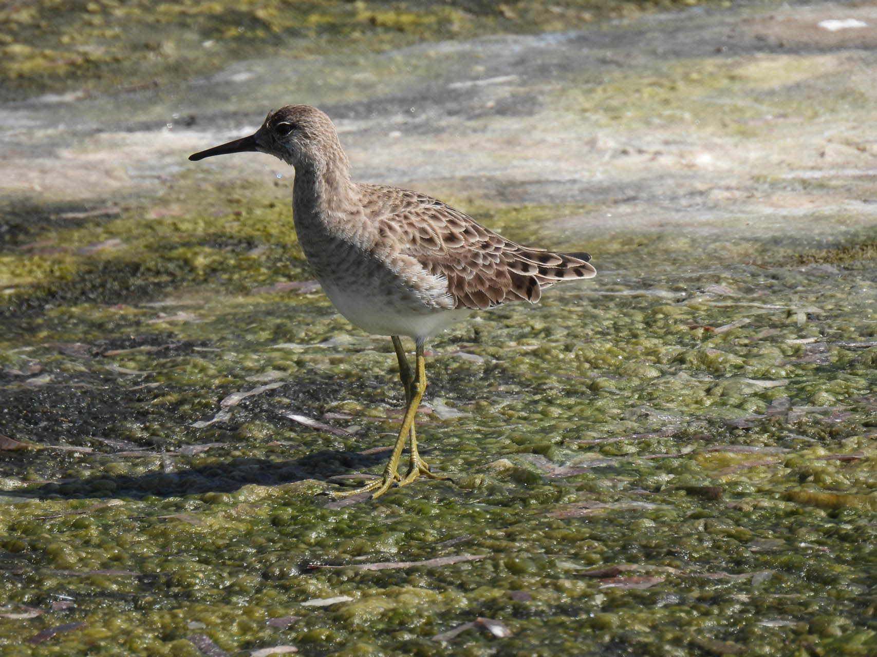 Calidris pugnax