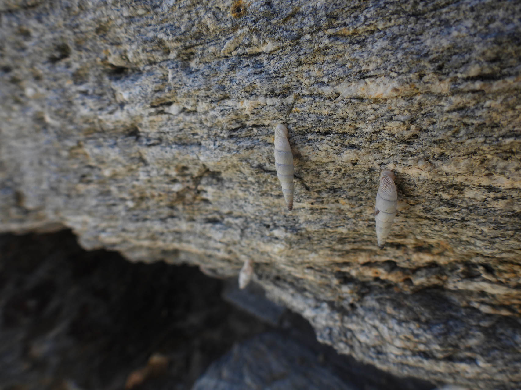 Albinaria caerulea