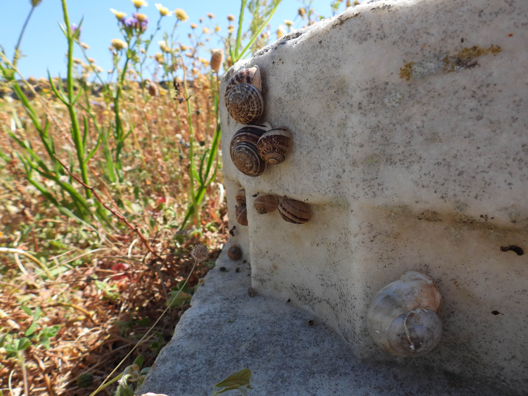 Eobania vermiculata + Cornu aspersum