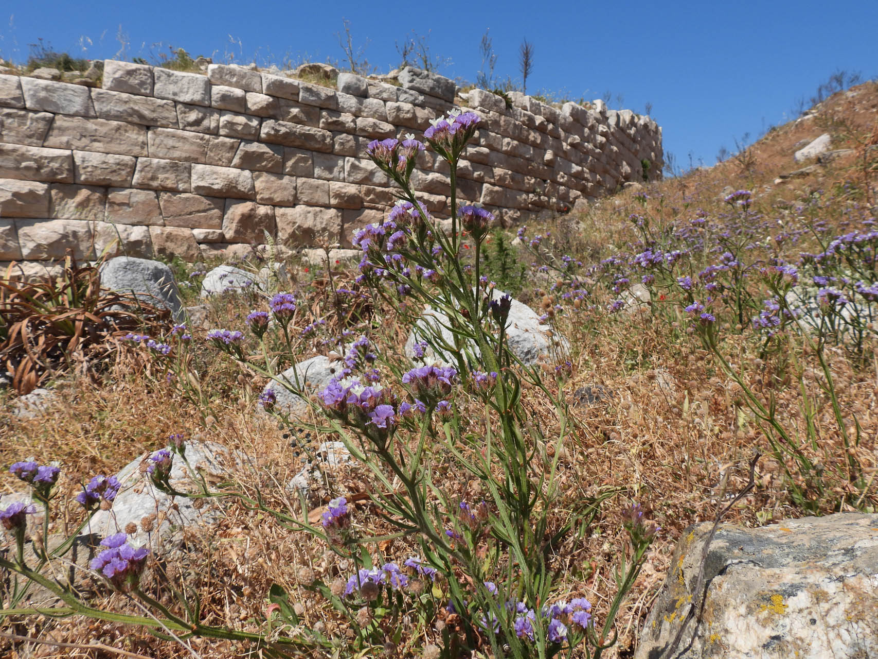 Limonium sinuatum