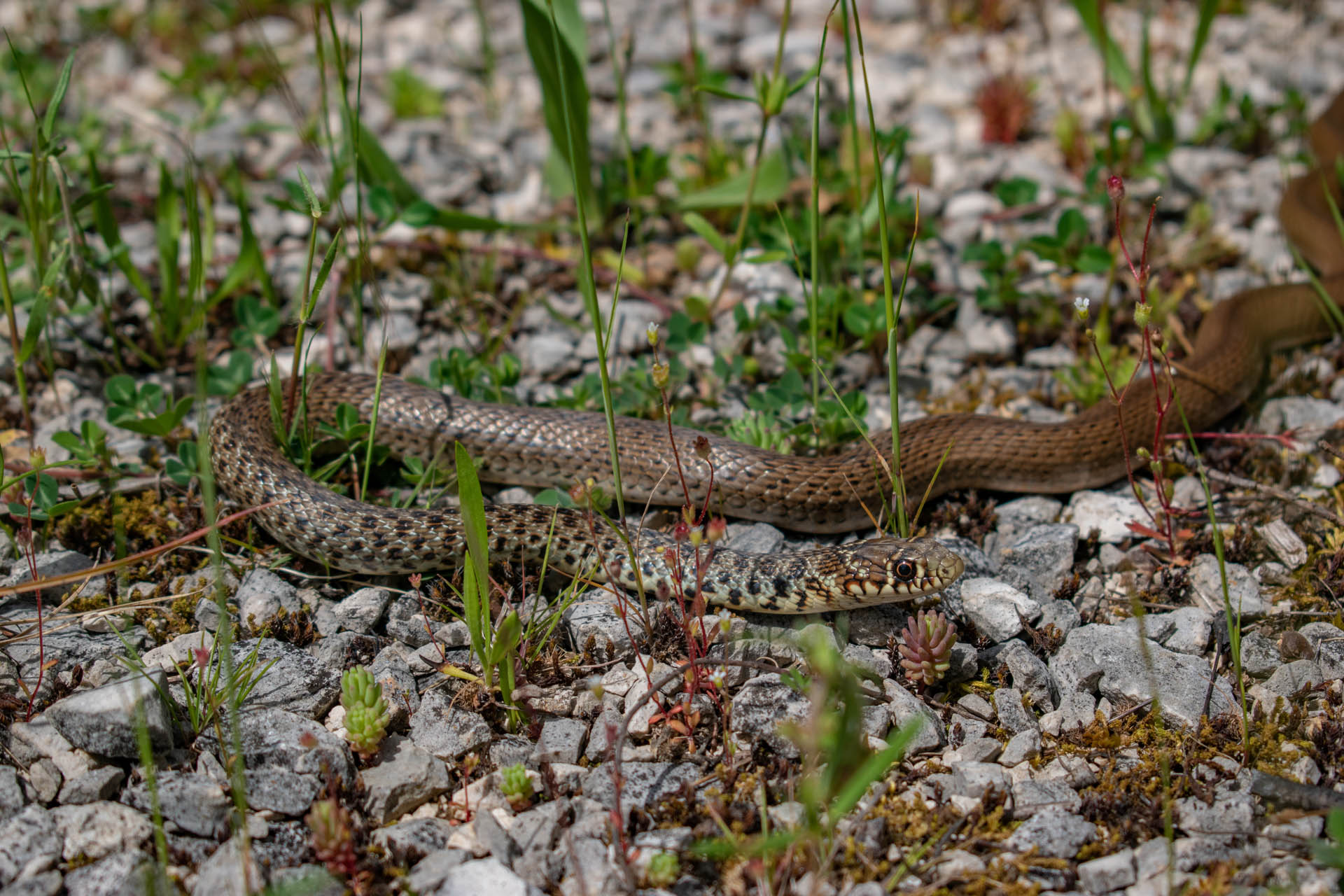 Hierophis gemonensis
