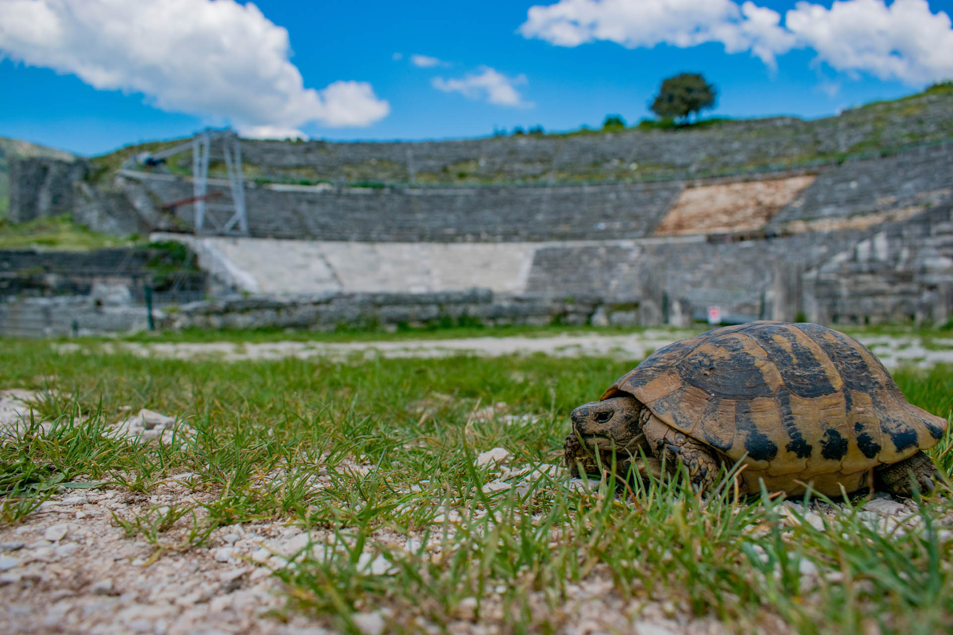Testudo hermanni