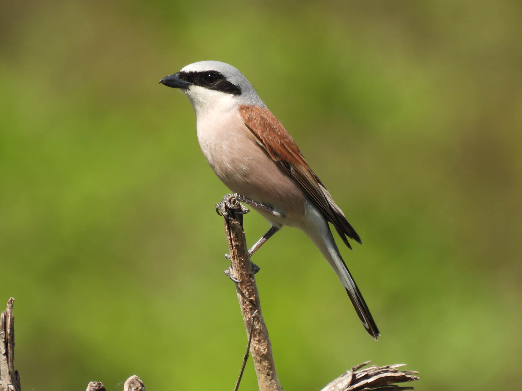 Lanius collurio