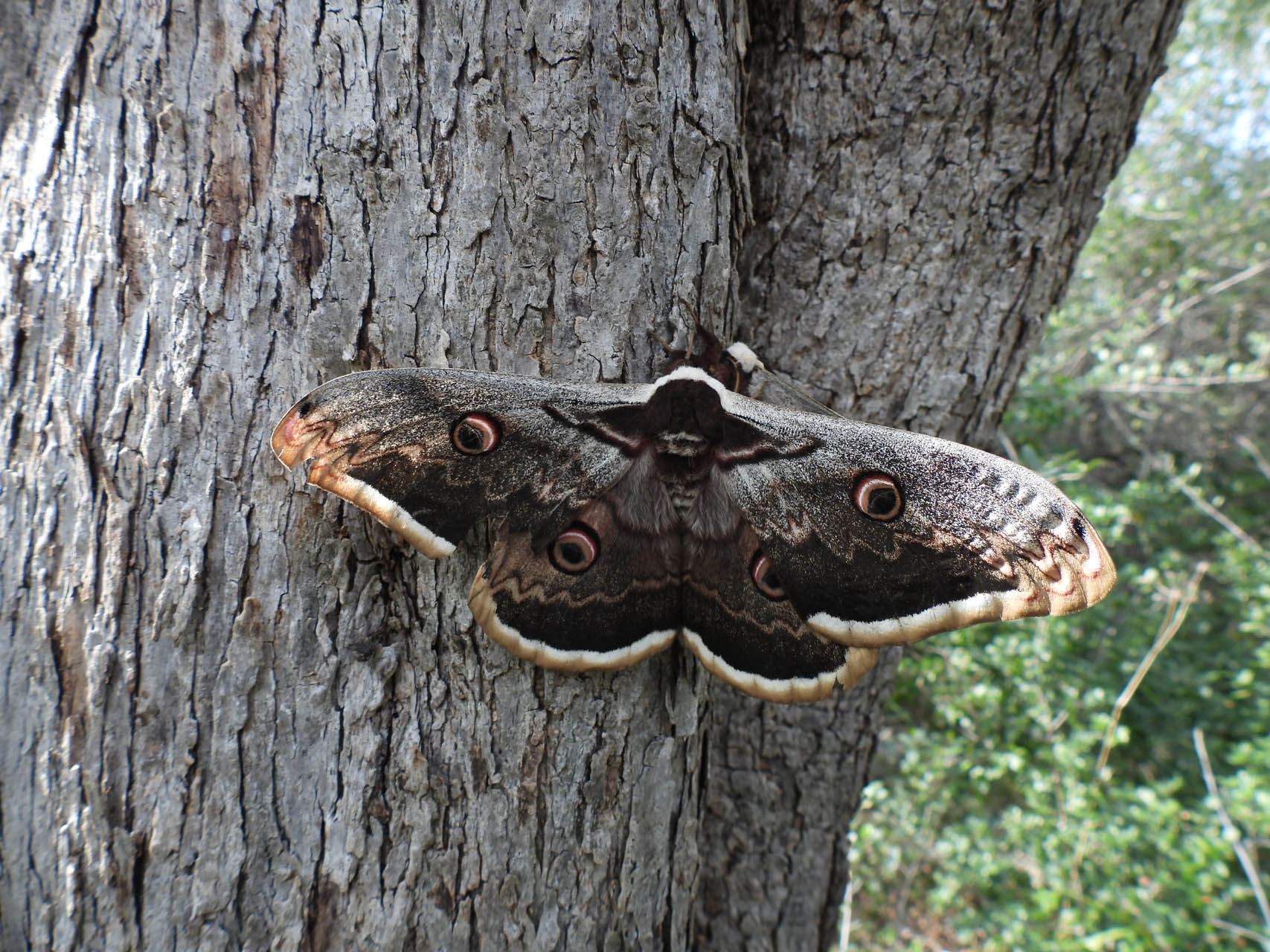 Saturnia pyri