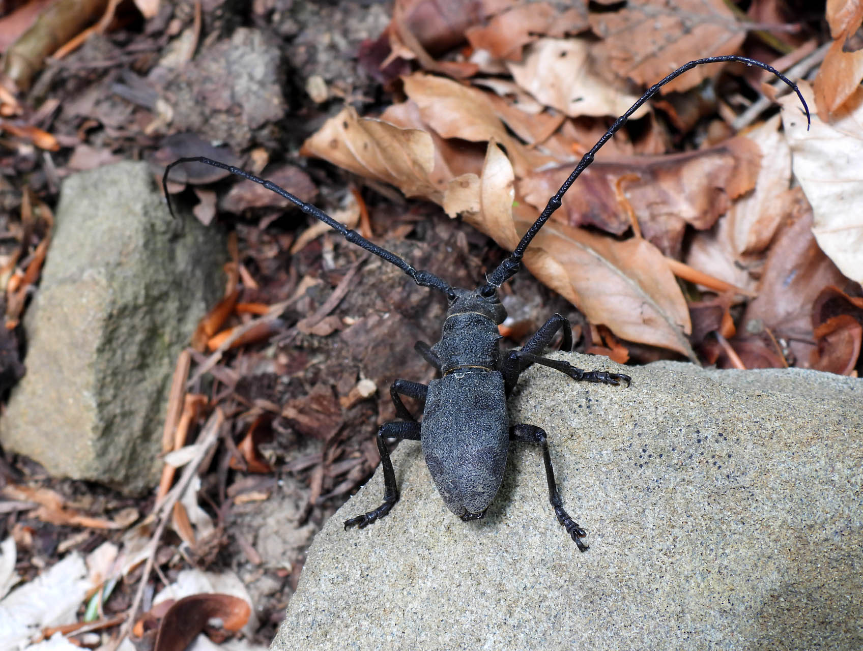 Morimus asper