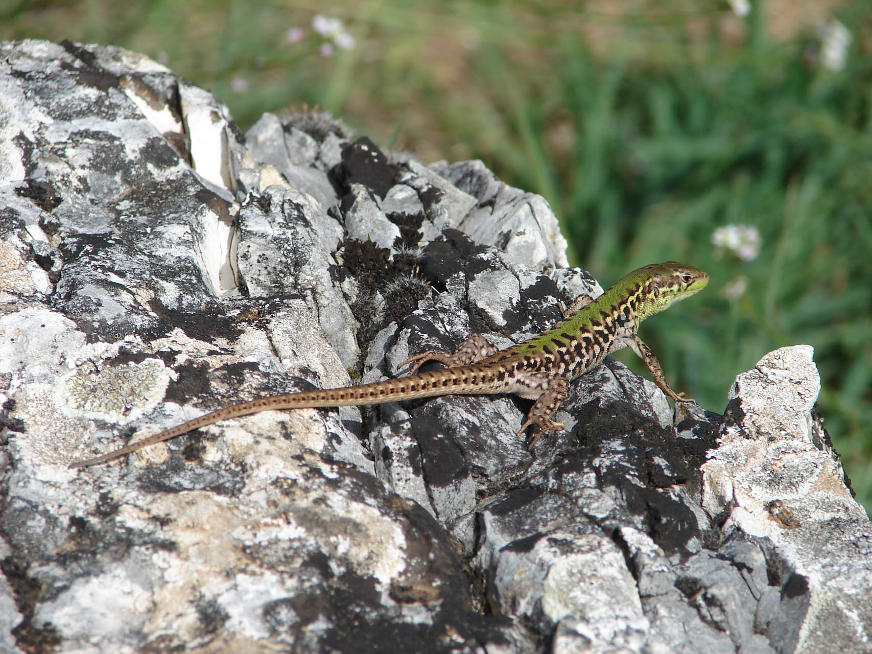 Podarcis ionicus