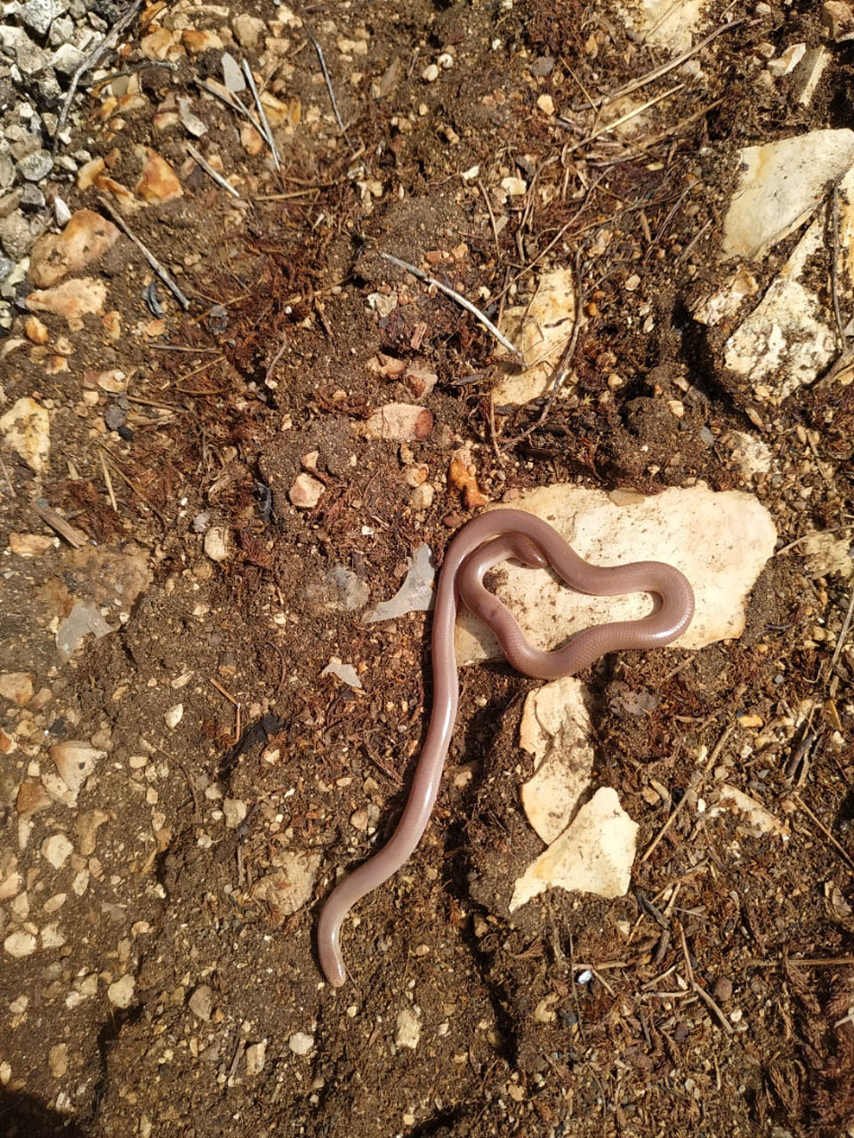 Xerotyphlops vermicularis