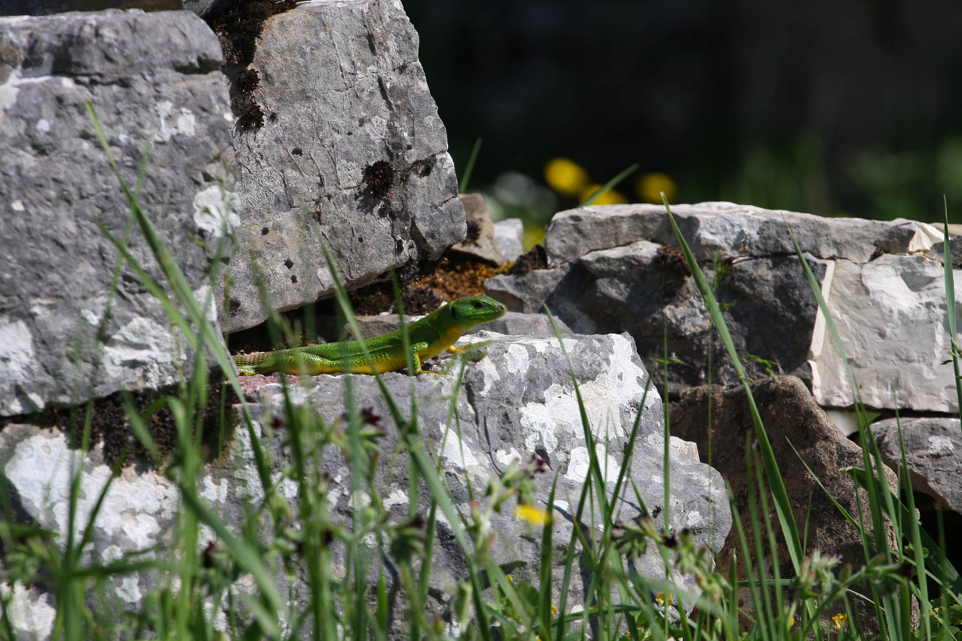 Lacerta trilineata
