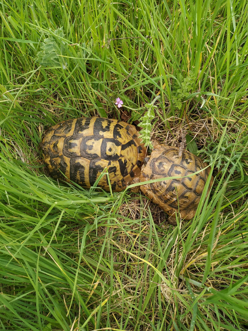 Testudo hermanni