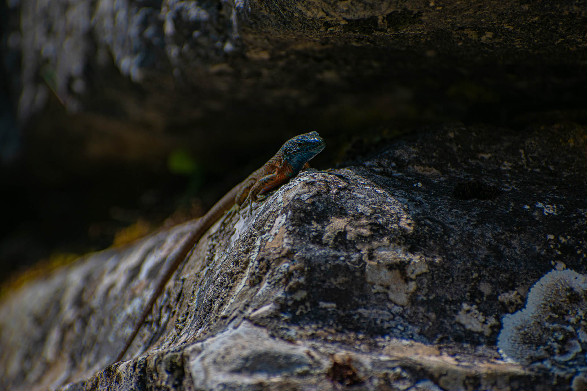 Algyroides nigropunctatus