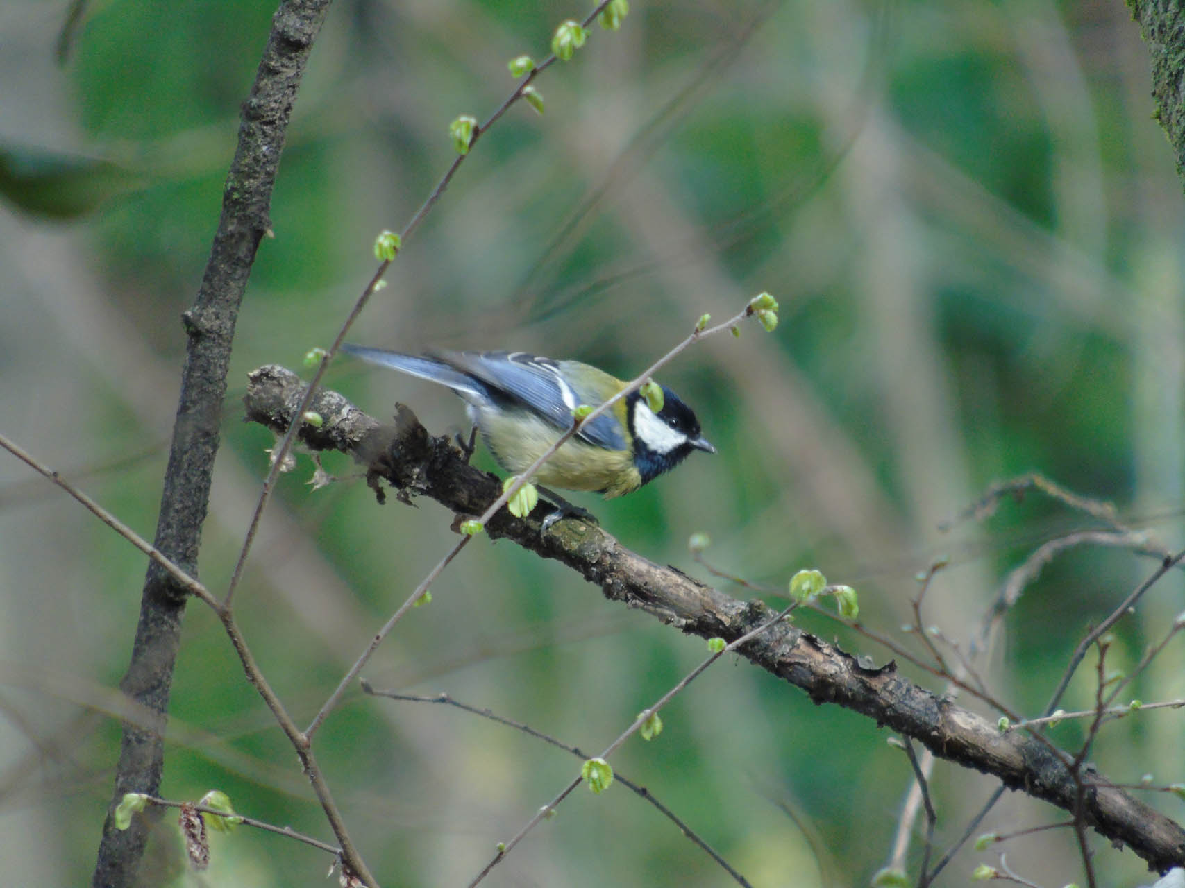 Parus major