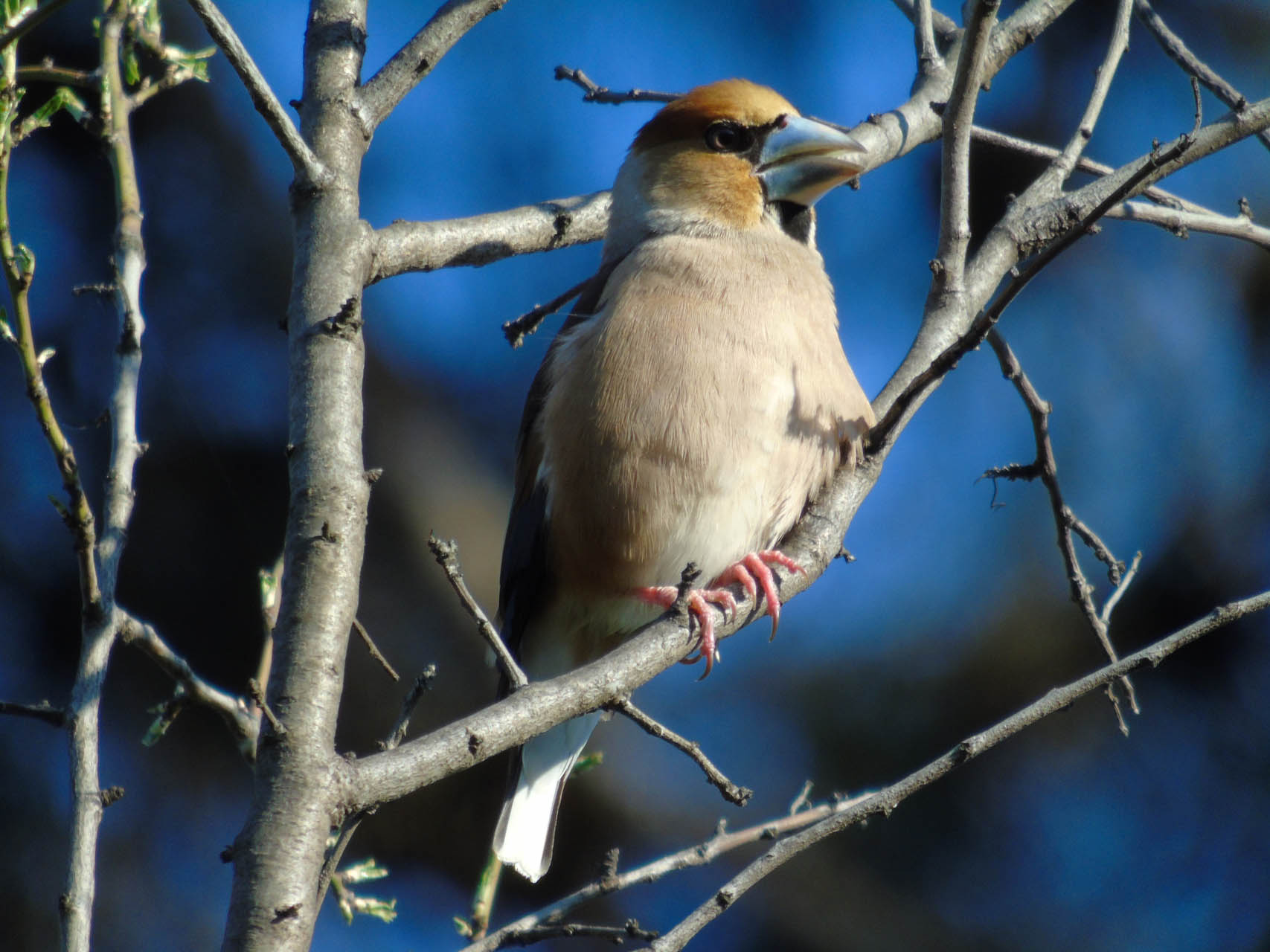 Coccothraustes coccothraustes